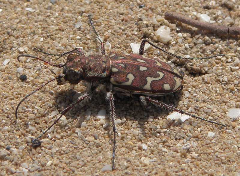altro Cicindelinae: Lophyra flexuosa